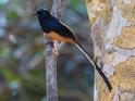 White-rumped Shama-9095.jpg